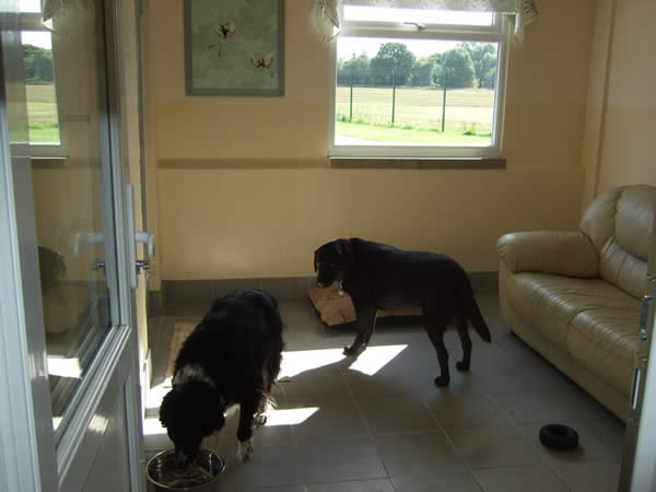 Dogs playing in our luxury dog hotel suites in Staffordshire