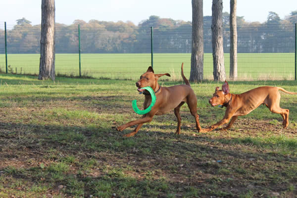 Dog walks and exercise at our luxury dog boarding kennels