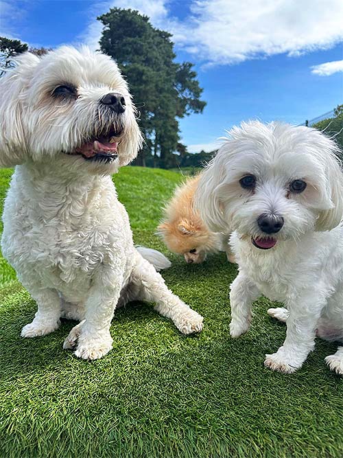 Maltese and Pomeranian dogs together in field