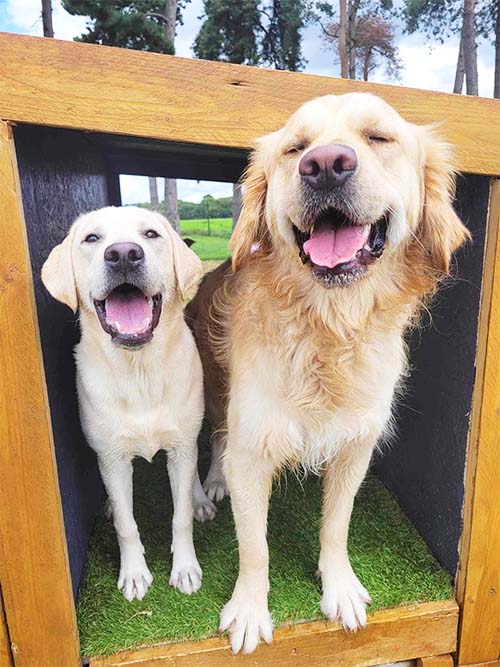Two happy Golden Retriever dogs standing inside a raised square box platform