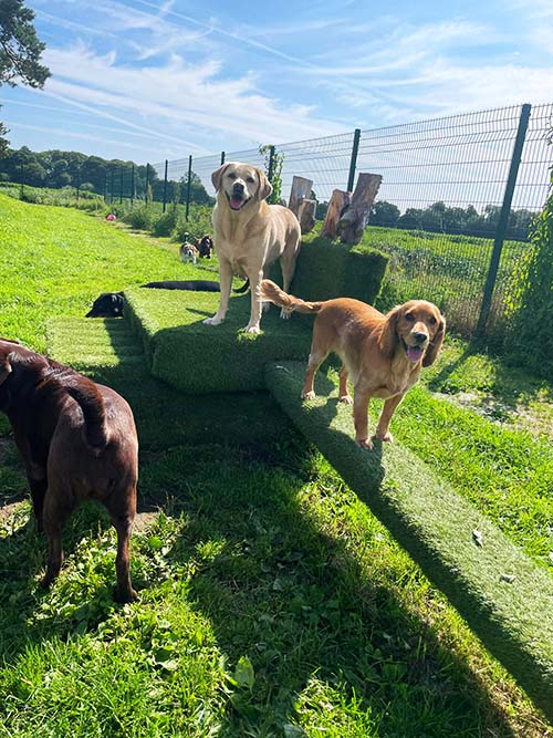 Five dogs gathered around a platform and some are crossing a bridge of faux grass