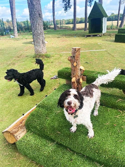 Dogs playing on faux grass bridge and platform