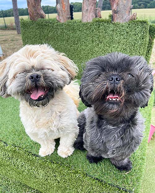 Two happy Shih Tzu dogs enjoying sitting together on a faux grass platform