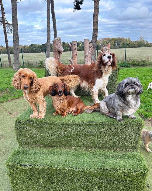 Four dogs sharing a faux grass platform