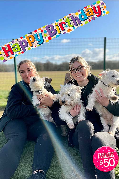 Canine Carer cuddling 3 West Highland Terrier dogs