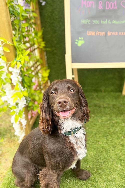 Happy Spaniel in front of wedding notice board