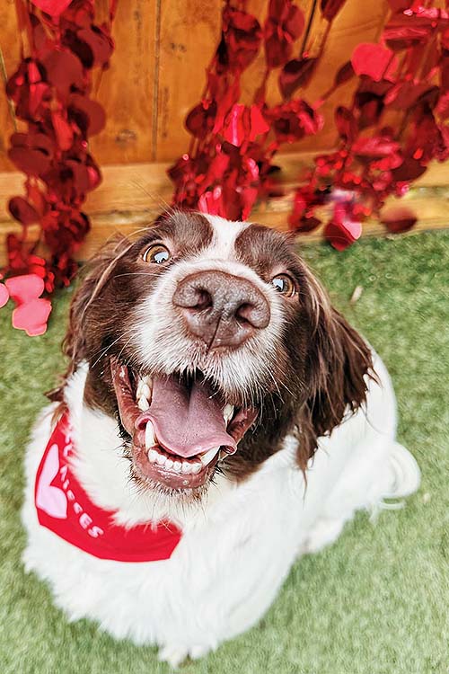 Happy Spaniel dog, with metallic red hearts curtain backdrop