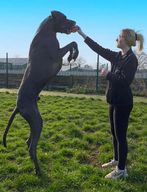 Canine Carer playing ball with huge Great Dane