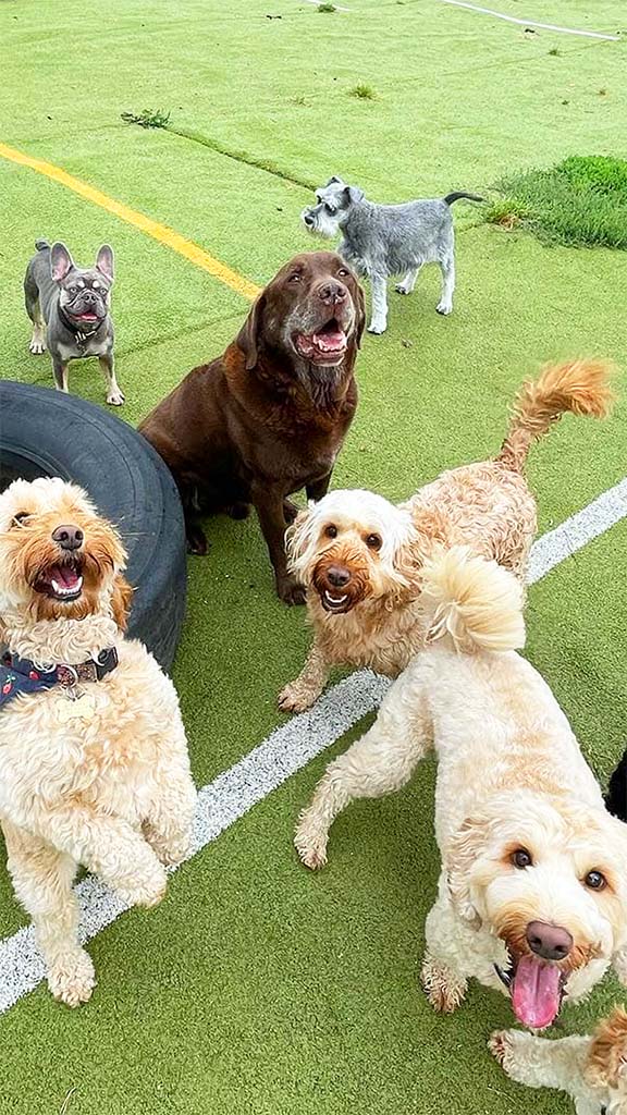 Multiple dogs, all different sizes playing on grass and looking towards the camera