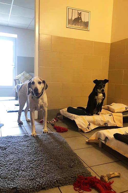 2 large dogs enjoying relaxing in their Bedroom