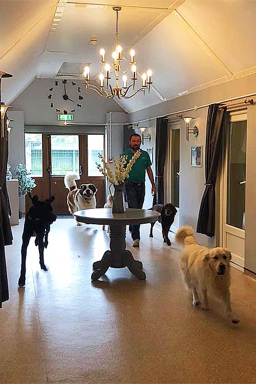 Canine Carer walking in to the Hallway with 3 large dogs