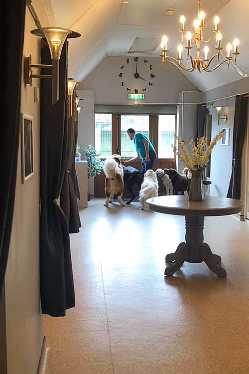 Rob walking out of the hallway with 5 large dogs