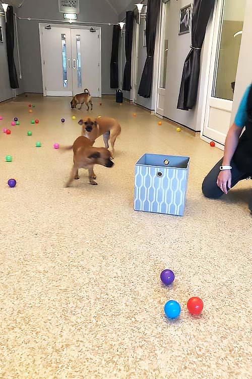 3 small dogs playing with multiple coloured toy balls while a Canine Carer kneels down ready to throw more
