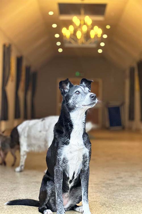 A noble, regal older dog sits in the Grand Hallway with faded chandelier and ceiling lights behind him
