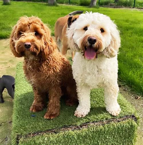 Nancy-Lulu and Ruby-dooby Poodle crosses are sitting on a grass platform, after playing. Tongues lolling!