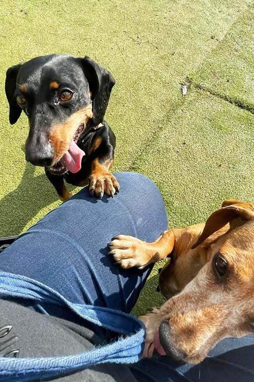 Two Dachshunds with a member of staff. They are both standing up on their back legs, with front paws resting on the kneeling person