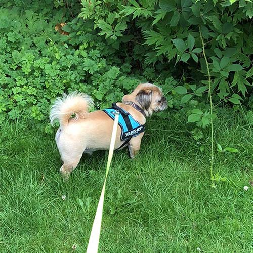 A well-groomed Shih Tzu dog is on a long lead, walking on grass and peering into nearby shrubbery