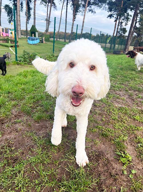 Milo, a white Poodle gazes happily into the camera whilst his playmates run around in the background. They are on grass with trees and fields in the background. There is a cloudy blue sky above