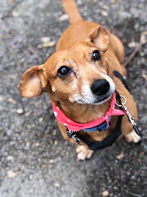 Bagel the Daschund is looking very dapper in a red bandana with shite spots! He is standing on hard surface with his harneess and collar on. He looks ready for anything!