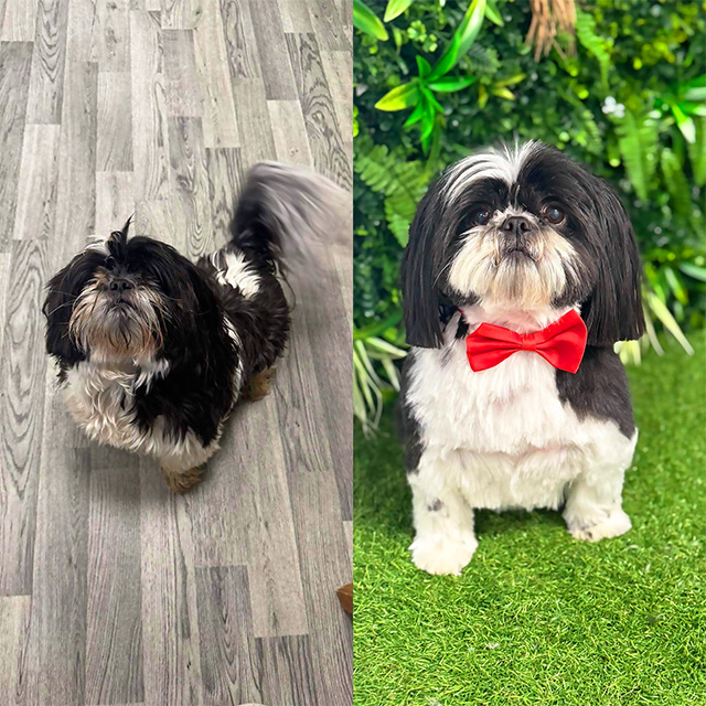 Before and after photos of a black and white Shih Tzu dog wearing a red bow tie