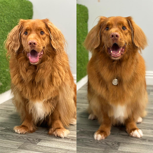 Before and after photos of a very fluffy tan dog