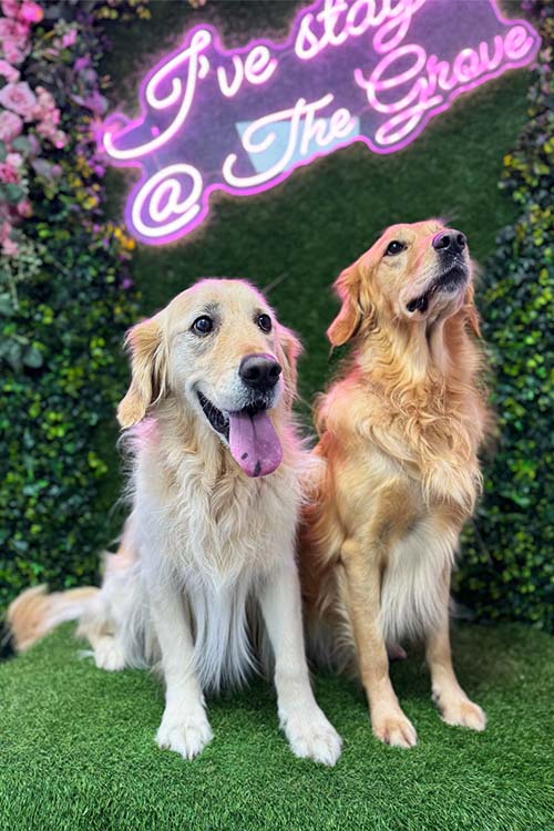 Father Christmas Elf figure is holding a bowl of dog treats in front of the Selfie Wall