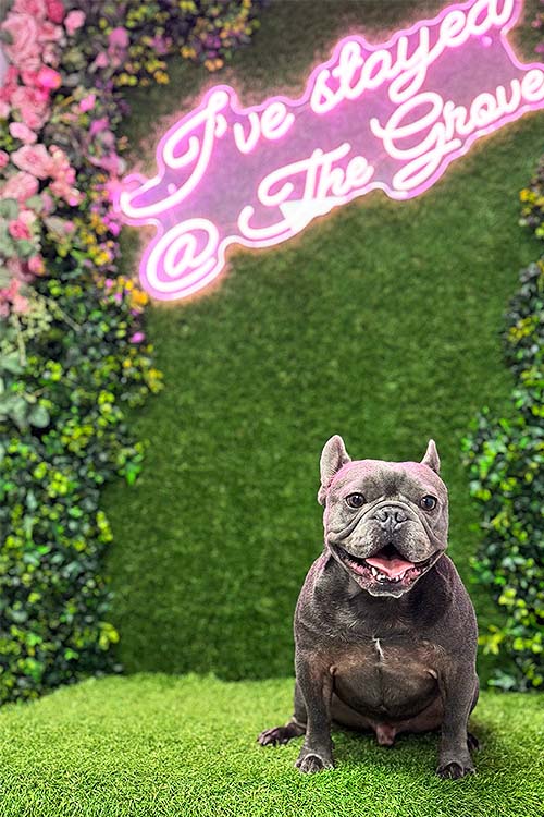 Handsome velvety-grey French Bulldog grinning in front of the Selfie Wall