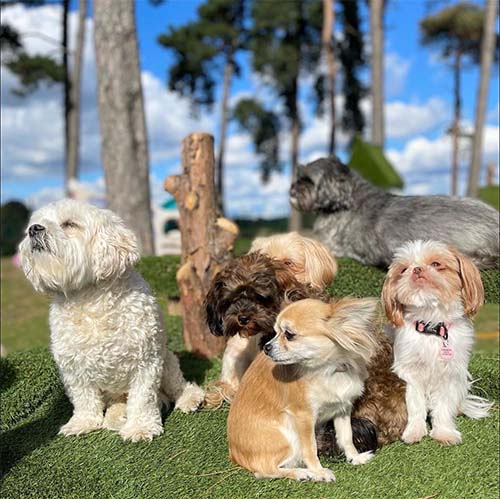 Six small dogs basking in the sun together